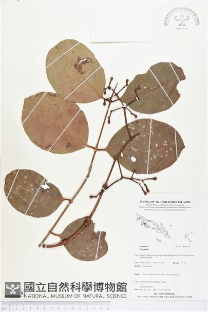 登錄號:BS04300藏品圖，第1張