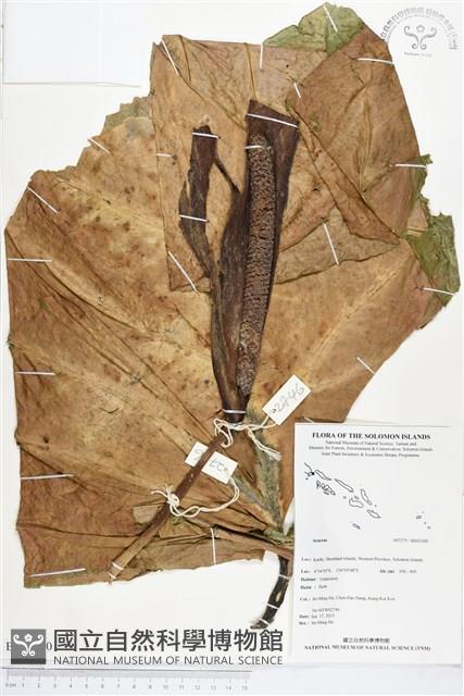 登錄號:BS03300藏品圖，第1張