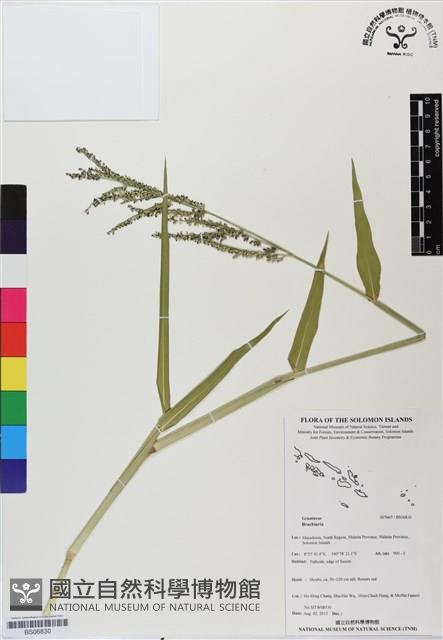 登錄號:BS06830藏品圖，第1張