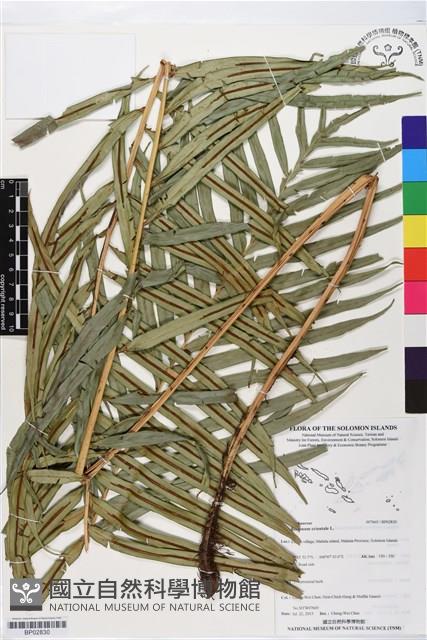 烏毛蕨藏品圖，第1張