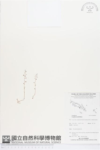 登錄號:BS04830藏品圖，第1張