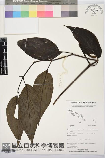 登錄號:BS07830藏品圖，第1張