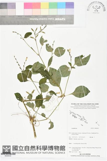 登錄號:BS06030藏品圖，第1張