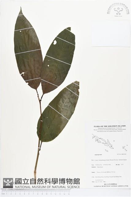 登錄號:BS05030藏品圖，第1張