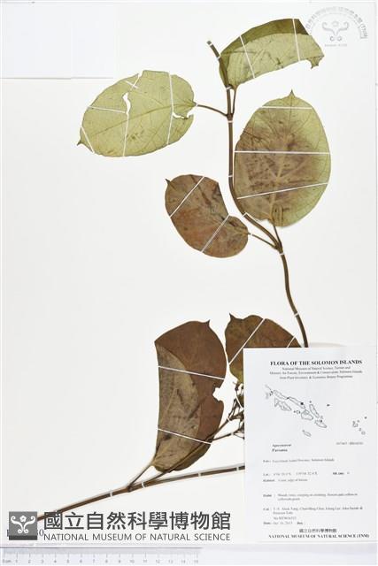 登錄號:BS04030藏品圖，第1張