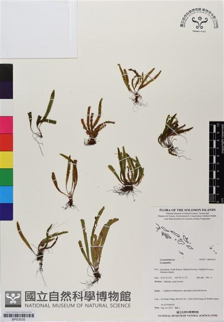 登錄號:BP03030藏品圖，第1張