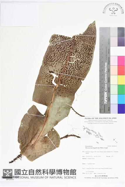 登錄號:BP02630藏品圖，第1張