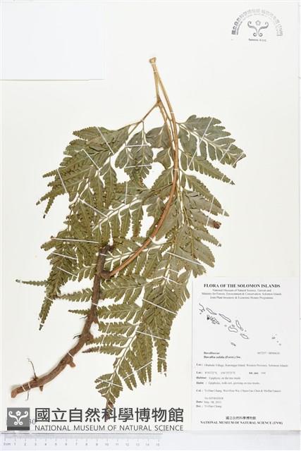 闊葉骨碎補藏品圖，第1張