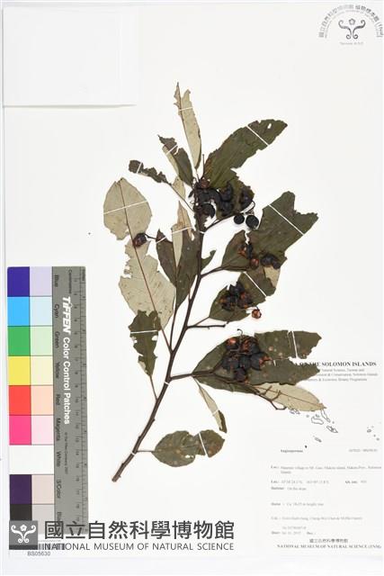 登錄號:BS05630藏品圖，第1張