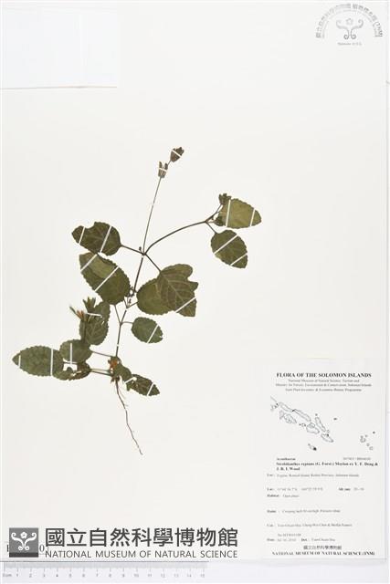 登錄號:BS04630藏品圖，第1張