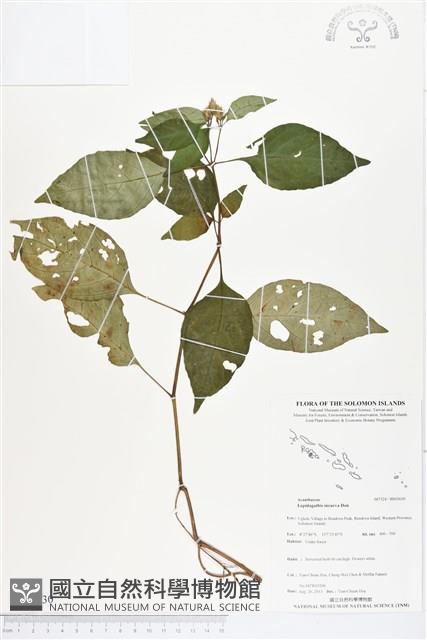 鱗花草藏品圖，第1張