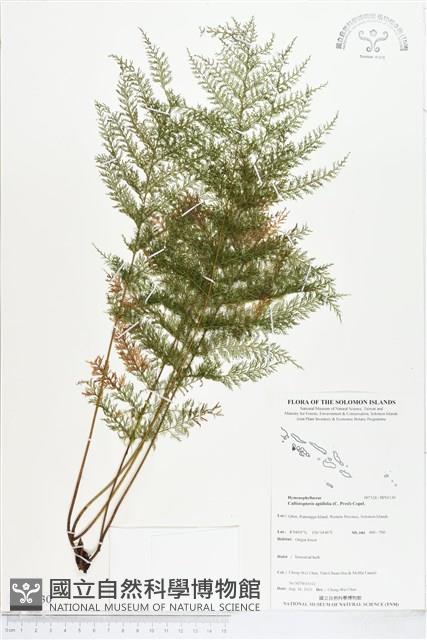 毛桿蕨藏品圖，第1張