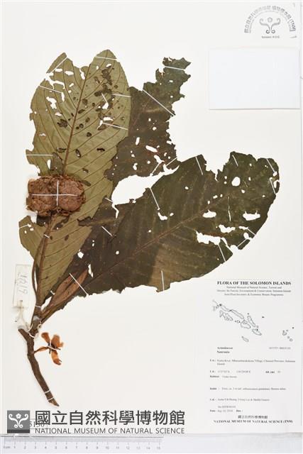 登錄號:BS05130藏品圖，第1張