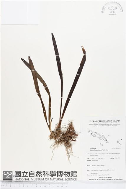 登錄號:BS04130藏品圖，第1張