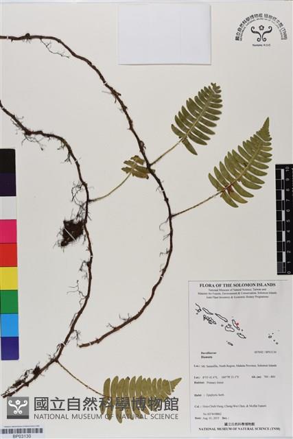 登錄號:BP03130藏品圖，第1張