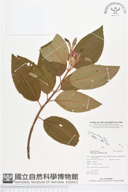 野牡丹藏品圖，第1張