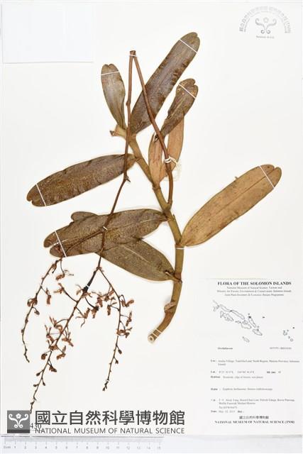 登錄號:BS05430藏品圖，第1張