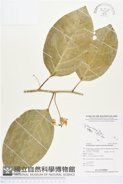 梅枝藏品圖，第1張