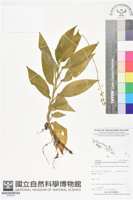 登錄號:BS06230藏品圖，第1張