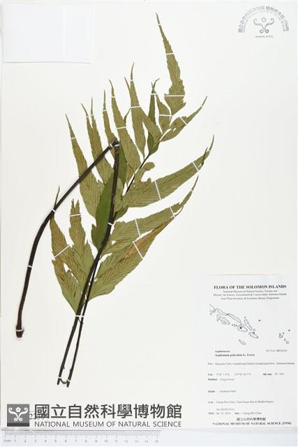 革葉鐵角蕨藏品圖，第1張