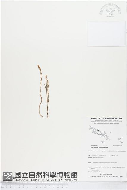 登錄號:BS05230藏品圖，第1張