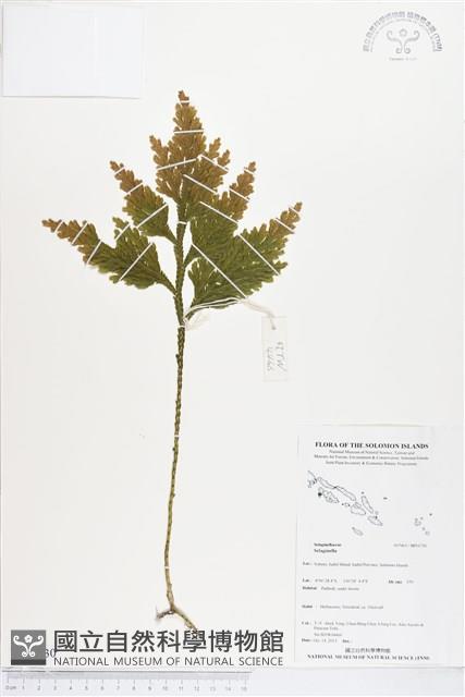 登錄號:BP01730藏品圖，第1張