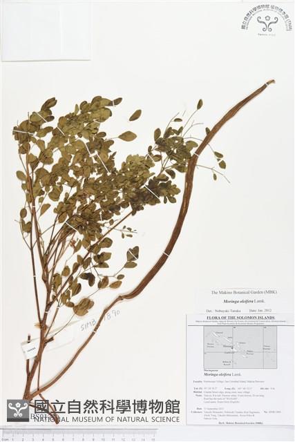 辣木藏品圖，第1張