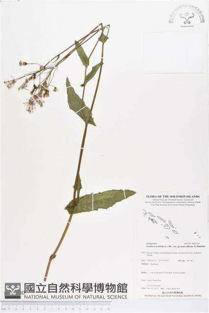 紫背草藏品圖，第1張