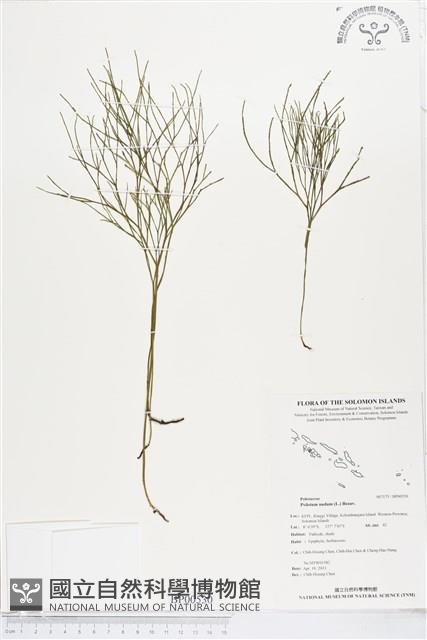 松葉蕨藏品圖，第1張