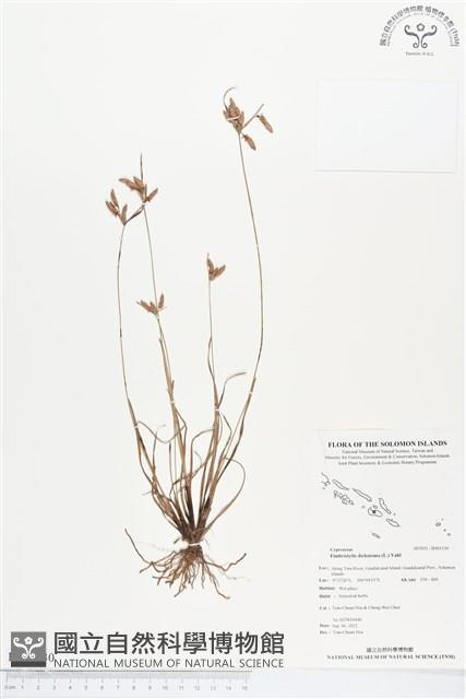 竹子飄拂草藏品圖，第1張