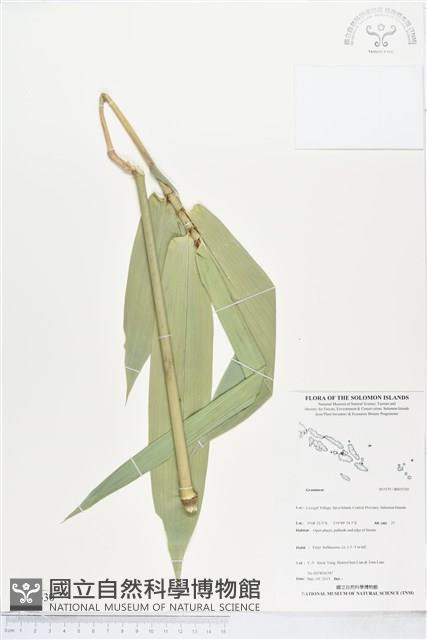登錄號:BS05530藏品圖，第1張