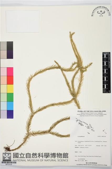 登錄號:BP03530藏品圖，第1張