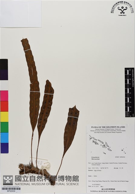 登錄號:BP02930藏品圖，第1張