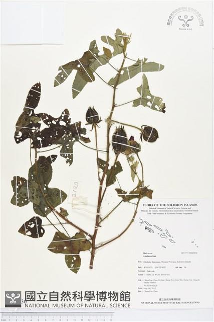 登錄號:BS02930藏品圖，第1張