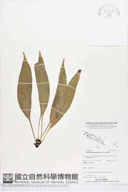 登錄號:BP01930藏品圖，第1張