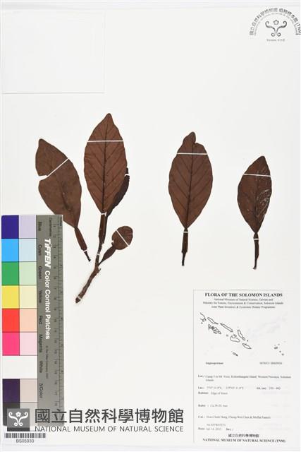 登錄號:BS05930藏品圖，第1張