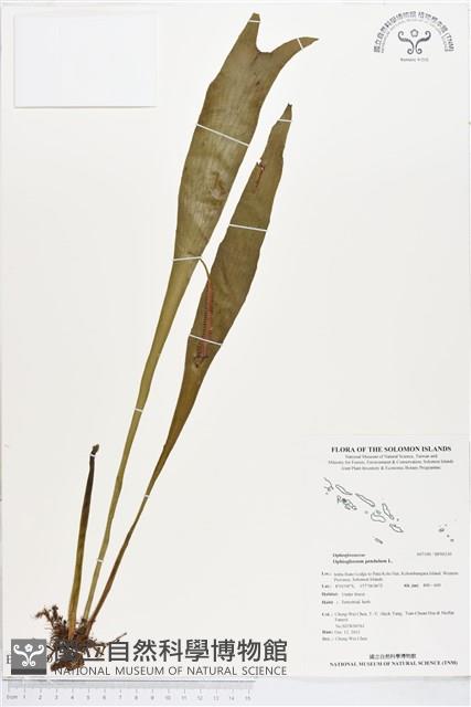 帶狀瓶爾小草藏品圖，第1張