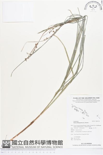 石果珍珠茅藏品圖，第1張