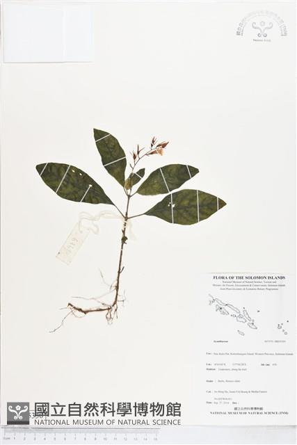 登錄號:BS05330藏品圖，第1張