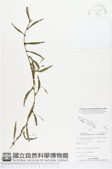 戟葉菜欒藤藏品圖，第1張