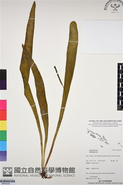 登錄號:BP03330藏品圖，第1張
