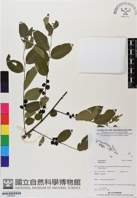 登錄號:BS06821藏品圖，第1張