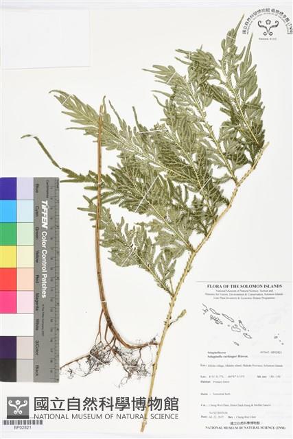 登錄號:BP02821藏品圖，第1張