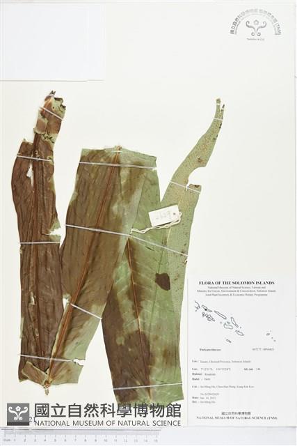 登錄號:BP00821藏品圖，第1張