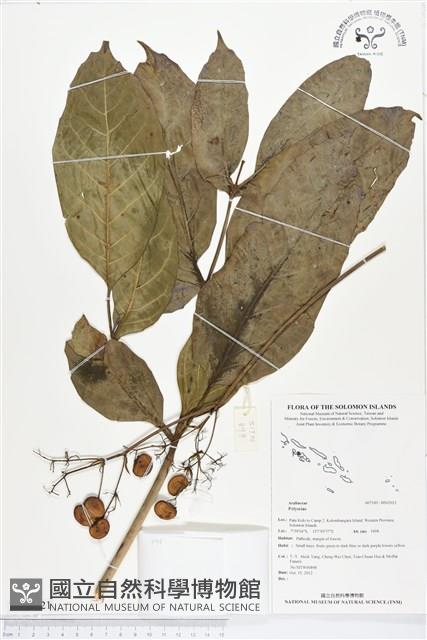 登錄號:BS02021藏品圖，第1張