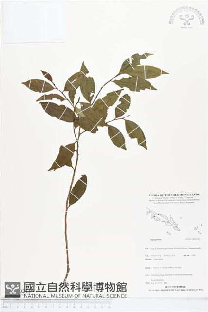 登錄號:BS05021藏品圖，第1張