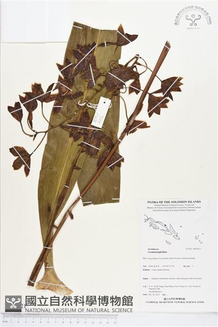 登錄號:BS04021藏品圖，第1張