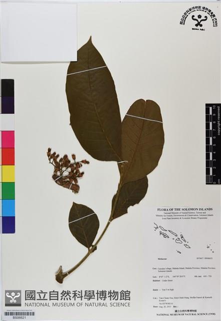 登錄號:BS06621藏品圖，第1張