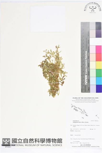 緣毛卷柏藏品圖，第1張