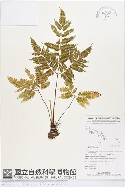 蓬萊鳳尾蕨藏品圖，第1張